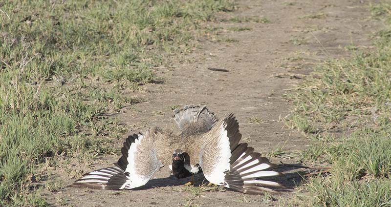 Central Kalahari Game Reserve