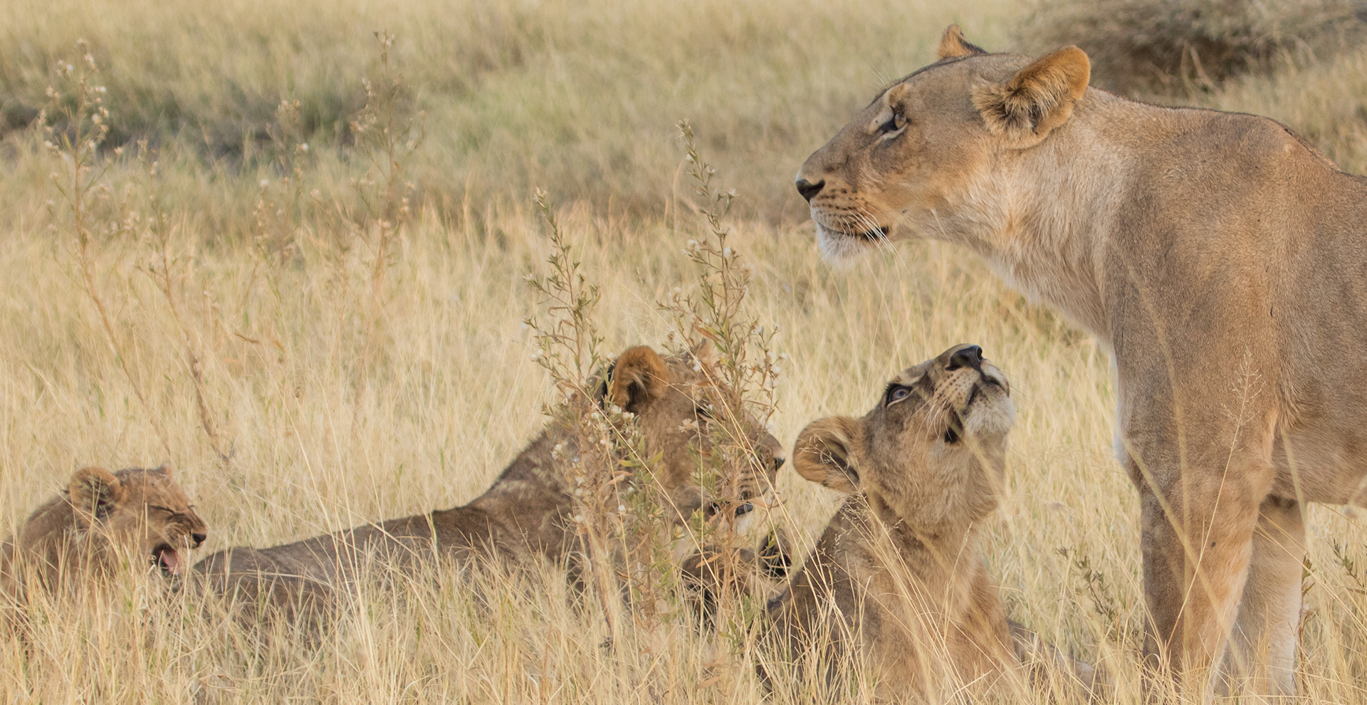 Savuti - Khwai Trail