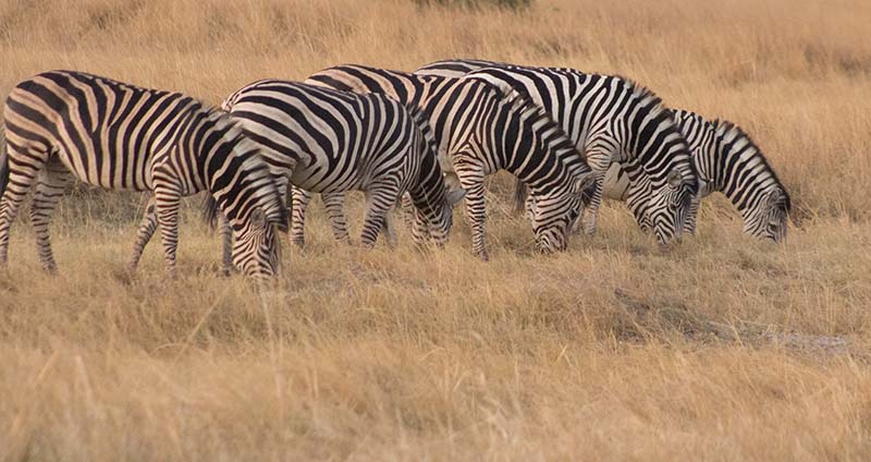 Zebra Trail